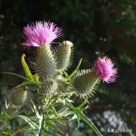 最美的花图片(最美的花图片)