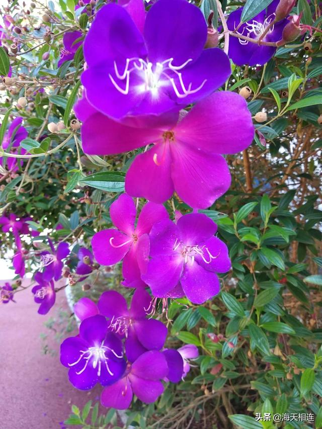 最美的花图片(最美的花图片)