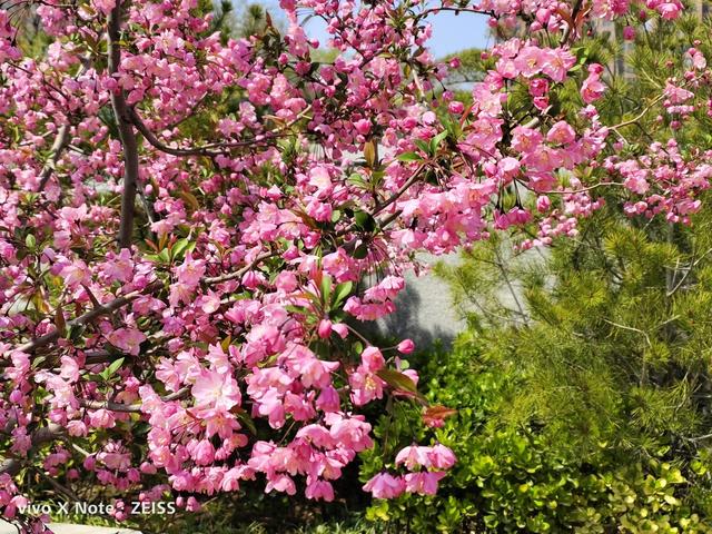 苹果x出厂时间(苹果x出厂时间)