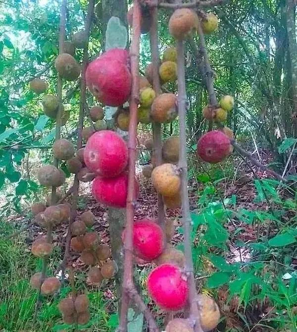 00种水果名字和单独的图片(100种水果名字加拼音声调)"