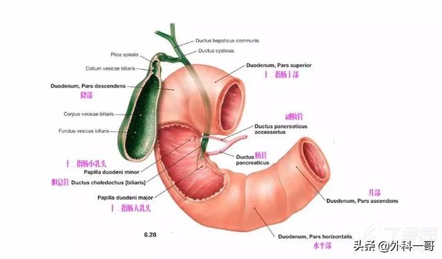 胰腺在人体的哪个部位图解(胰腺在人体的哪个部位图解视频)