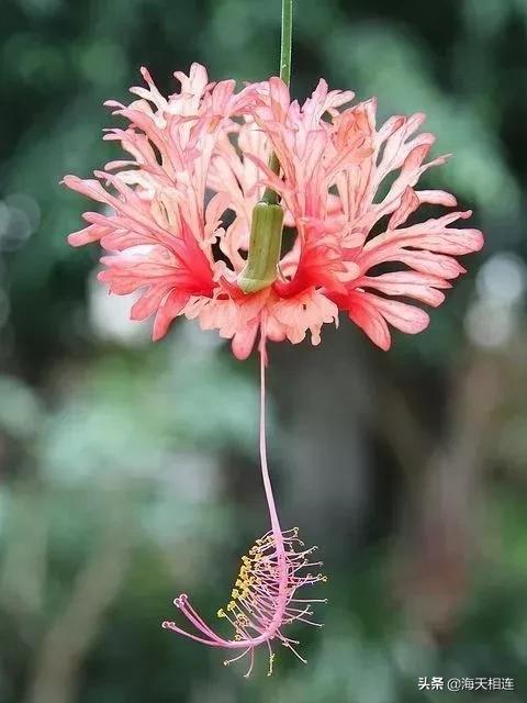 最美的花图片(最美的花图片)