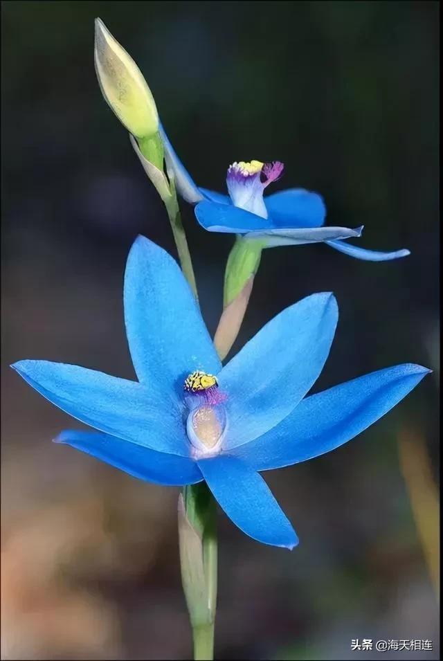 最美的花图片(最美的花图片)