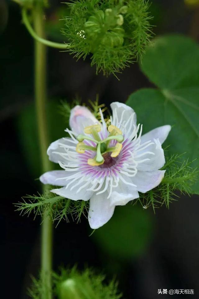 最美的花图片(最美的花图片)