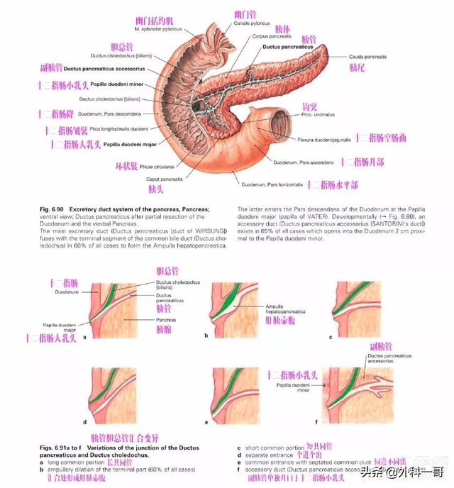 胰腺在人体的哪个部位图解(胰腺在人体的哪个部位图解视频)