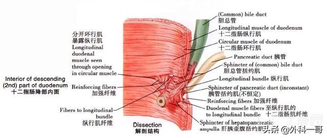 胰腺在人体的哪个部位图解(胰腺在人体的哪个部位图解视频)